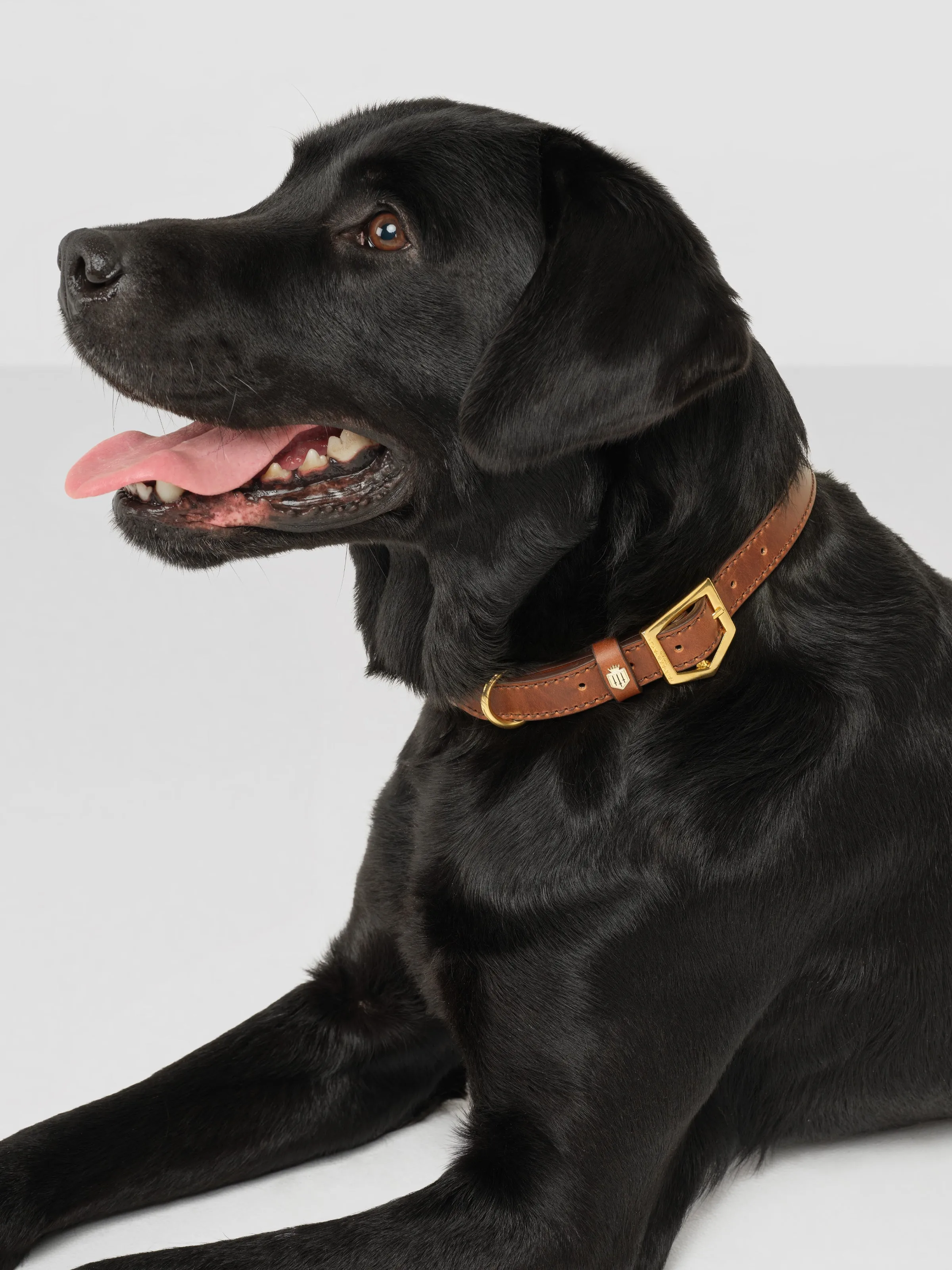 Fitzroy Dog Collar - Tan Leather
