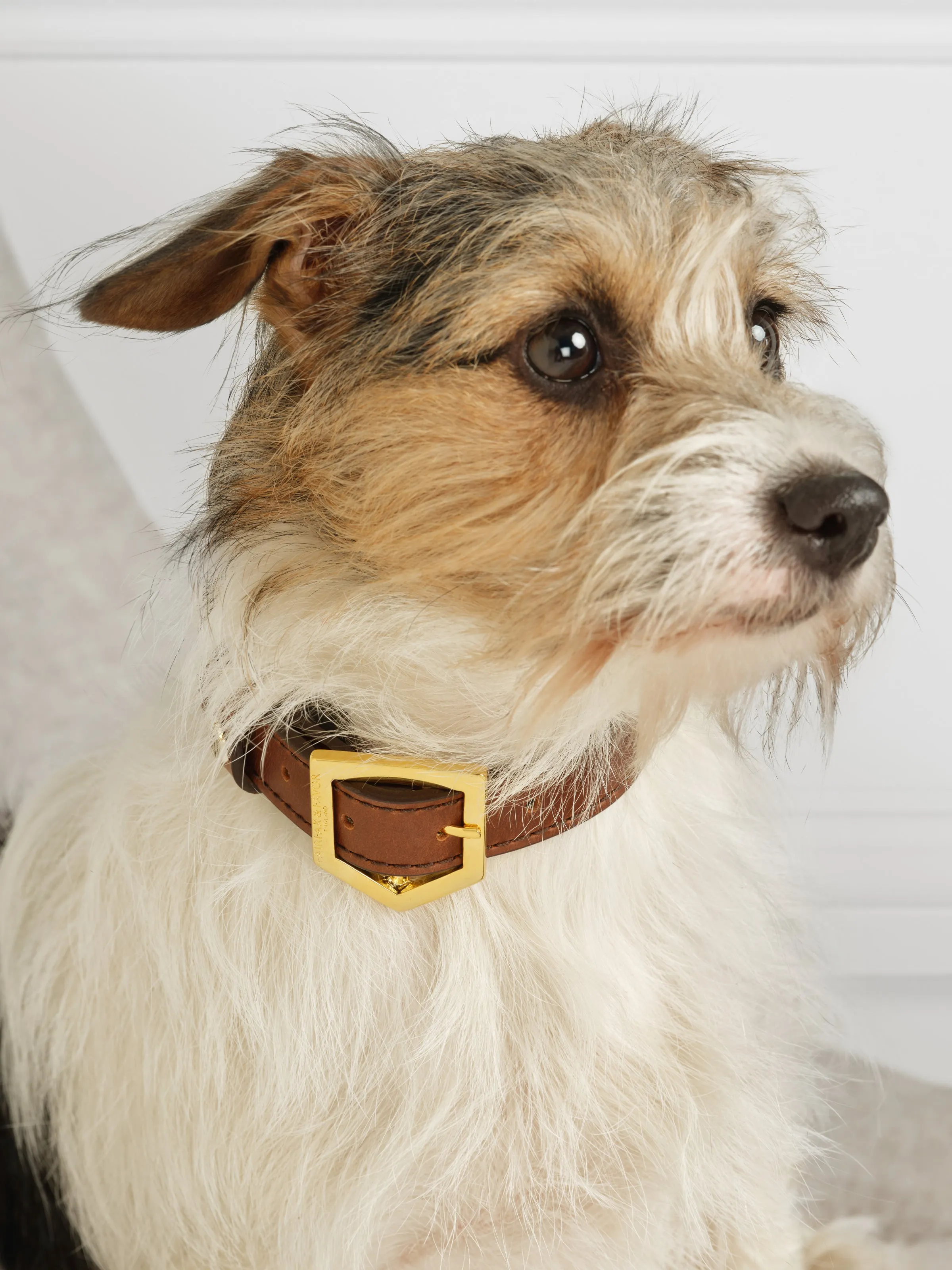 Fitzroy Dog Collar - Tan Leather